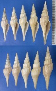 マダガスカルのツノキフデの仲間 Benthovoluta prellei small