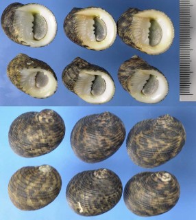 コシダカアマガイ Nerita striata small