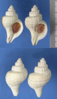 カゴメツノナシオリイレ Zeatrophon ambiguus small