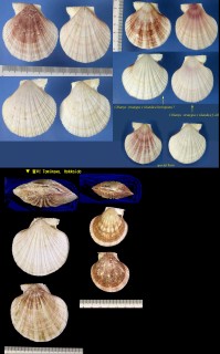 フトウネニシキ 太畝錦 Chlamys strategus small