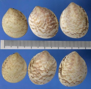 シブキザル 飛沫笊貝 Vasticardium foveolatum small