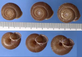 トクノシマケハダシワクチマイマイ Moellendorffia eucharistus tokunoensis small