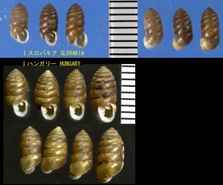 タルサナギガイ Orcula dolium dolium small