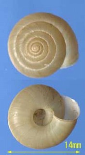 ハタケダマイマイ Aegista hatakedai small