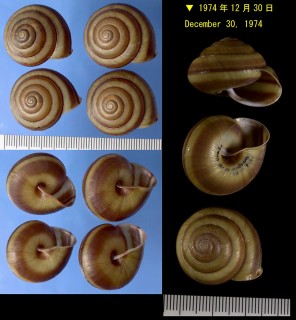 ヨナクニマイマイ 与那蝸牛 Coniglobus caliginosus pictus small