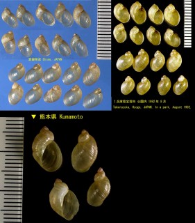 ヒメオカモノアラガイ Neosuccinea horticola small