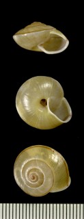 サキシマヒシマイマイ Camaena sakishimana small