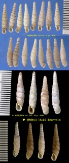 シリボソギセル Tyrannophaedusa iotaptyx small