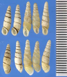 シリブトギセル Mundiphaedusa pachyspira small