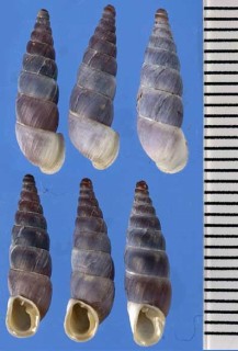 マウリッツロマーニャギセル (仮称) Alopia canescens mauritii small