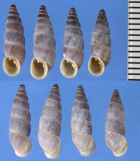 ニクサボカチギセル (仮称) Alopia nixa small