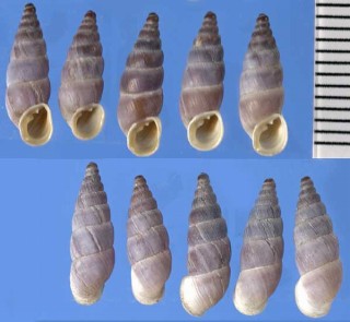 ボガチギセルギセルの仲間　右巻 Alopia fussi small