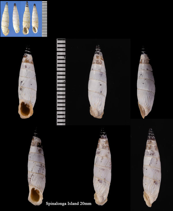 エロンダギセル Albinaria moreletiana small