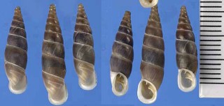 ブラショフクチジロギセル (仮称) Alopia plumbea plumbea small