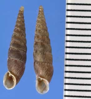 ブルガリアのキセルガイの一種01 Galeata schwerzenbachii small