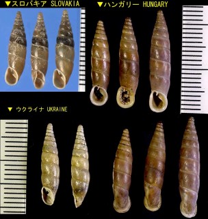 ミツアミギセル (仮称) Cochlodina laminata small