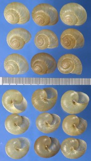 キカイウスカワマイマイ Acusta despecta kikaiensis small