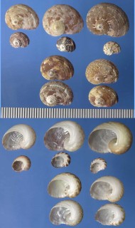 イロアセアシヤガマ Pseudostomatella decolorata small