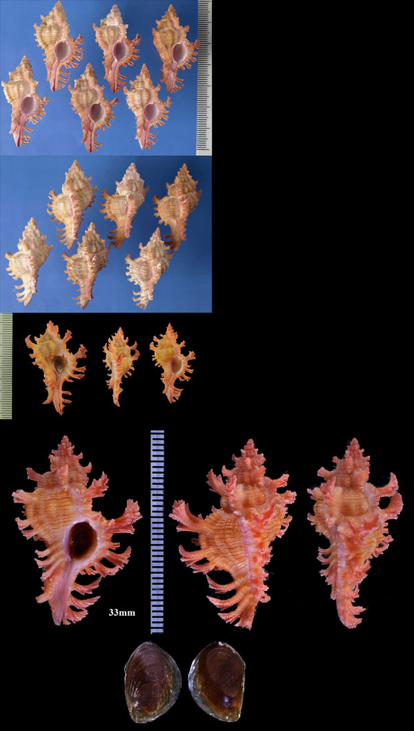 クレナイセンジュ Chicoreus nobilis small