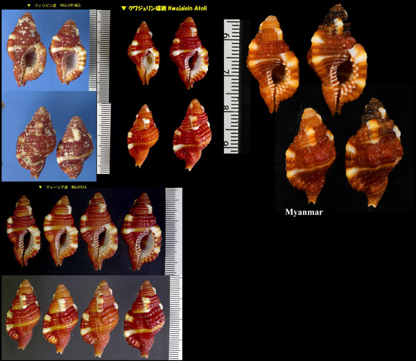 ショウジョウラ 猩々螺 Cymatium rubeculum small