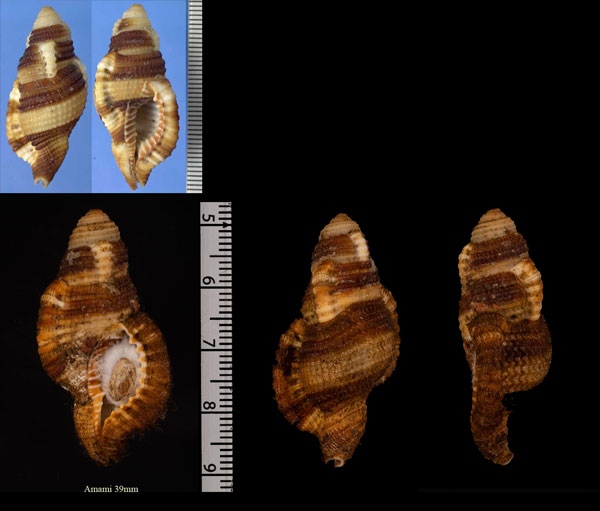バンザイラ Septa flaveolum small