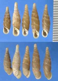 コグレギセル Mundiphaedusa opeas small