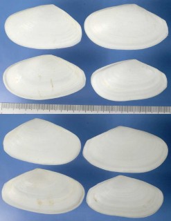 シラトリガイの一種 Macoma elytrum small