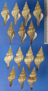 ダンアラレナガニシ Granulifusus dondani small