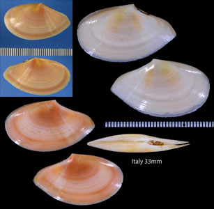チチュウカイザクラ Bosemprella incarnata small