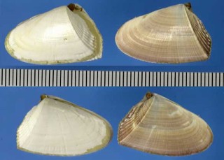 ハンレイナミノコ 仮称 Donax hanleyanus small