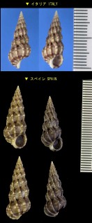 ヨーロッパイトカケ Epitonium clathrum small