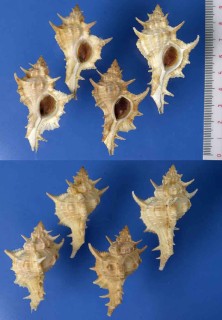 フィンレイホネガイ Siratus formosus finlayi small