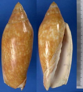 ベニクジャクボラ Volutoconus grossi small