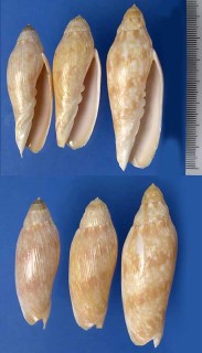 シワベニクジャクボラ Volutoconus grossi mcmichaeli small