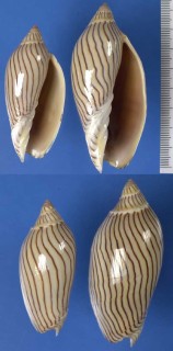ヤナギシボリニンギョウボラ Amoria ellioti small