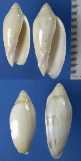 タマゴニンギョウボラ Amoria maculata volva small