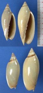 ハジキニンギョウボラ Amoria grayi small