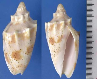 サンゴコオロギ Cymbiola wisemani small