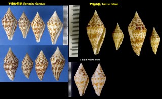 タイワンツムイモ Conus praecellens small