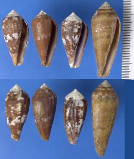 モザンビークイモ Conus mozambicus small