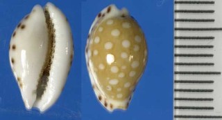 アスタリーダカラ Cypraea cumingii astaryi small