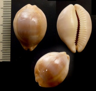 カワムラダカラ Lyncina sulcidentata small