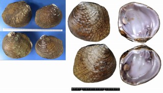 イボシラオナイカワボタン Cyclonaias tuberculata small