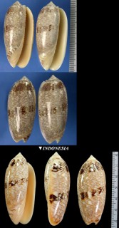 オオジュドウマクラ Oliva sericea small
