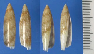 ウストンボガイ Terebellum terebellum delicatum small
