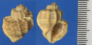 カタハリオリイレボラ Scalptia withrowi small