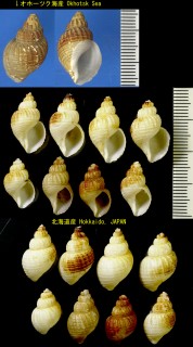 エゾゴロモ Admete couthouyi small