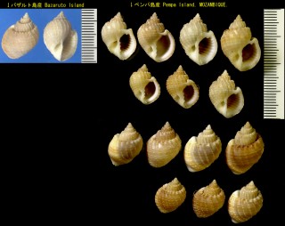タテゴトオリイレボラ Scalptia obliquata small