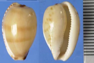 コンプトンダカラ Cypraea comptonii small