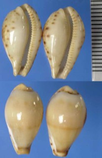 ウブダカラ lacrimula型 初心宝 Ransoniella musumea small